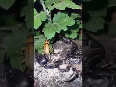 Scorpion vs Shooter Bug