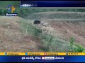 Caught on Camera: Bear attacks man in Odisha