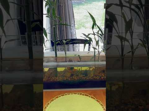 Taking down our Bamboo Aquarium #aquarium #guppy # Here's a playlist of our aquariums, turtles, and fish_ https_//www.youtube.com/watch?v=1z6lsyCZ9Dk&l