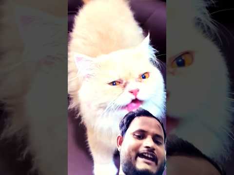 #cat #funny #pets #petlover #viralvideo #youtubeshorts #trending #vtprankofficial #balveercartoon #c