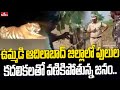 Tigers movements triggers panic in erstwhile Adilabad