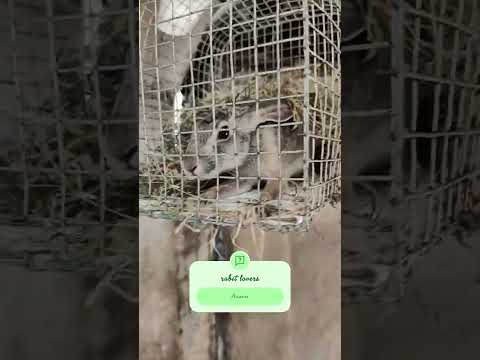 #bhojpuri #rabbit #love #haryanvisong