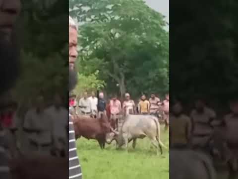 ষাঁড়ে ষাঁড়ে লড়াই Red Bull vs white bull #bull #cow #shortsvideo #animals