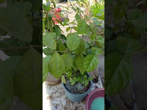 mogra plant 🪴 || #garden #terrace #trending #shorts #fyp #plants #vegetables #yt #fyp