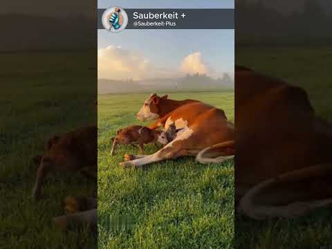 He said ‘My milk now’ 😤