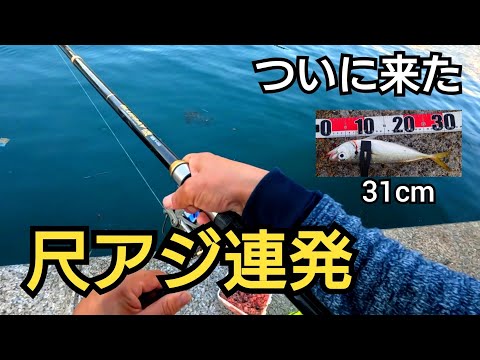 尺超えアジ連発！尺近いアジ大漁！夕方の堤防で夢の爆釣！使った仕掛けはこれ！