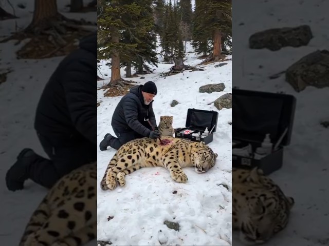 Tiny Snow Leopard Cub Saves His Wounded Mother with Old Man's Help! #leopard #rescue #humanity