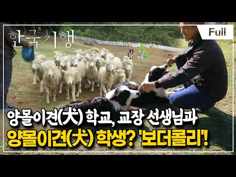 [Full] 한국기행 - 시선기행 나는 견이다 2 제2부 양 떼 몰러 나간다 '멍'