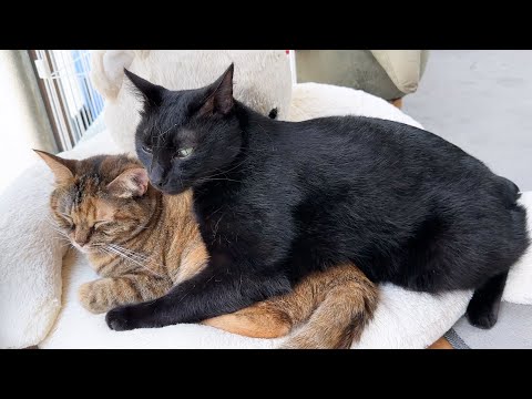 やりすぎちゃった事に後悔して姉猫や妹猫にご機嫌を取る黒猫くん