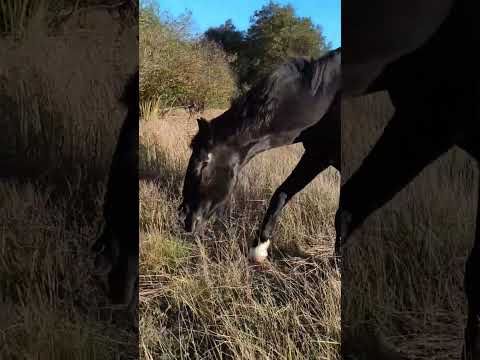 На волі❤️🔥🐎 2025 р.