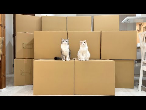 全国の保護猫たちへ
