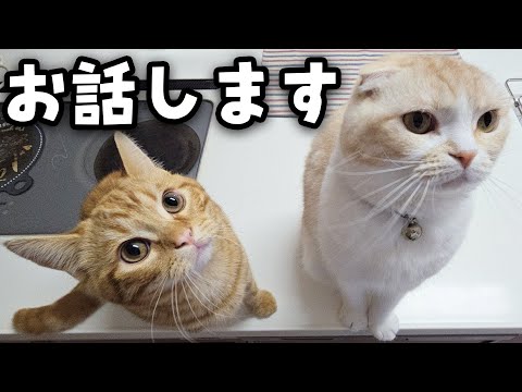 批判コメントについてお答えいたします...