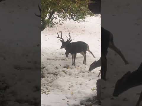 Video realizado por la propiedad