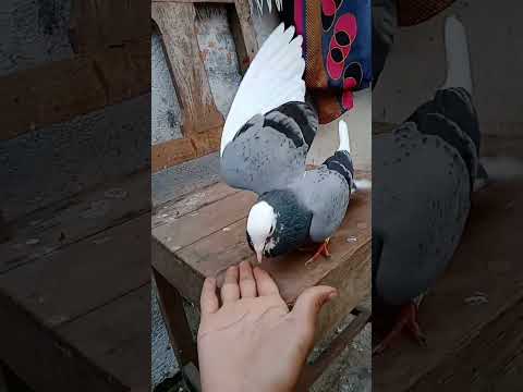 Sher Ka baap 🔥 pigeon lover #shorts #shortvideo #pigeon