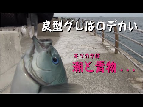 浮かないお前と知恵比べ　出てこいブルーアイ！　七転八釣