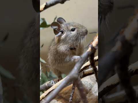 埼玉県こども動物自然公園のデグーさん2025年9月の特別なひととき サムネイル