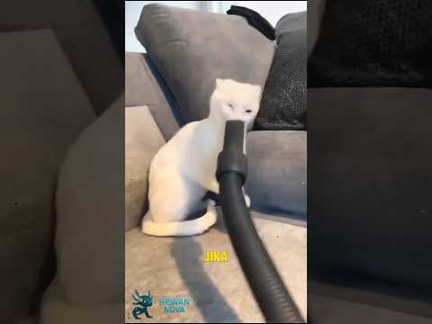 ia dijuluki pemilik 9 nyawa benar demikian! #shorts  #youtubeshorts #kucing #kucinglucu