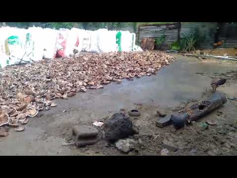 #Daming kopra guys #buhayprobinsya