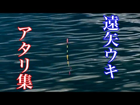 棒ウキが沈む！アタリの瞬間！②【チヌフカセ釣り】#遠矢ウキ三部作