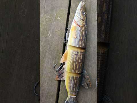 Savage Gear 36 cm Pike vs. 48 cm Pike 💪🎣🐊 #shorts #fishing  #savagegear #predatorfishing #pike