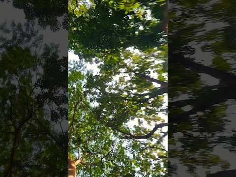 love this song#shorts #foryou #lovestatus #old #viral #song #shortvideos