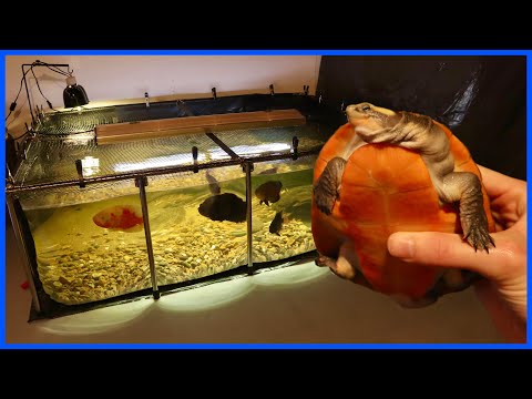 Buying A TURTLE For My 500 Gallon POOL POND! In this video, I buy my biggest turtle yet, a 4-5 year old pink-belly sideneck! Thanks for watching,