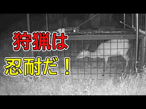【シカ捕獲の瞬間4】箱罠で鹿捕獲!?