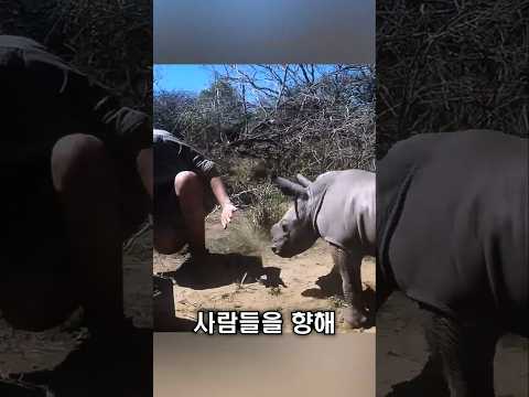 아기 <strong>코뿔소</strong>, 사람들을 막아섰습니다