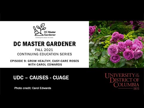 DC Master Gardener - Summer 2021 CE SeriesEpisode 9 – Grow Healthy, Easy-Care Roses