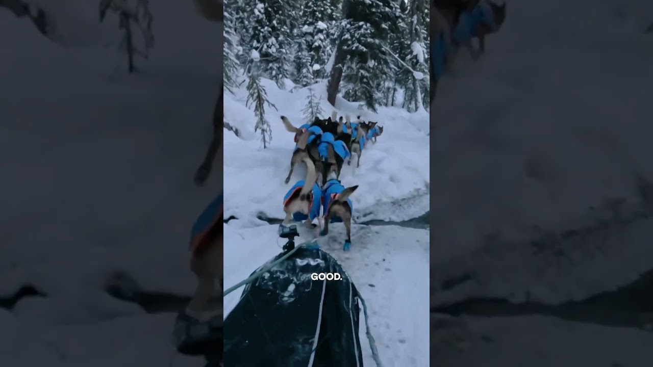 The Dogs Navigate Open Water | Mountain Men | #Shorts