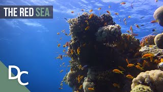 שוניות אלמוגים בים האדום 