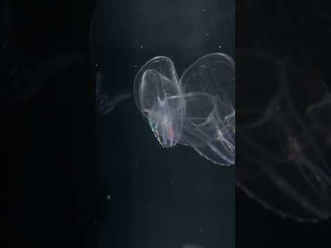 猫の動画サムネイル - キタカブトクラゲ #かもすいのクラゲ #shorts #kamoaquarium
