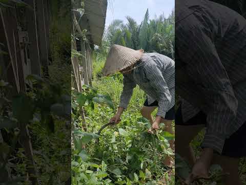 Lũ gà thấy rau muống như trúng mồi ngon!Village morning I harvest greens, the chickens wait to feast