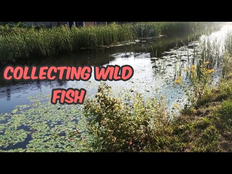 Collecting Wild Fish This video is some footage of me collecting wild fish back in July of this year (2021)

I then put t