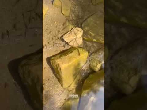 مهاجل بصوت رائع