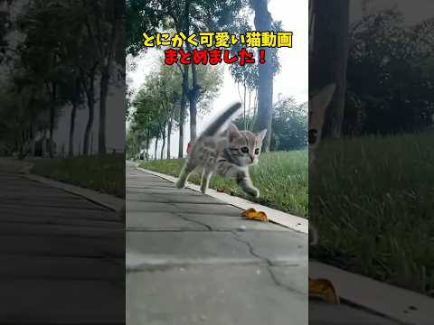 猫の動画サムネイル - とにかく可愛い❤️ #猫 #cat #cats #cute