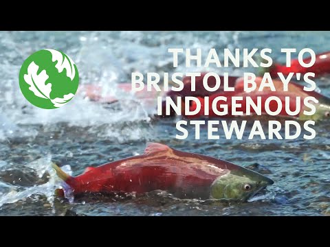 Thanks to Bristol Bay's Indigenous Stewards