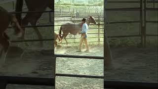 Horse Leadership - Building trust and Respect #westernfilm #cowboys #horses #horsetraining