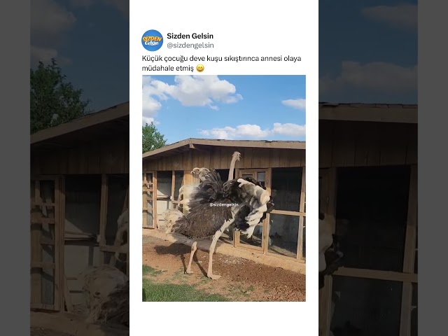 Küçük çocuğu deve kuşu sıkıştırınca annesi olaya müdahale etmiş 😄