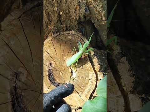 Кормлю раненого богомола #игорькритикует #сад