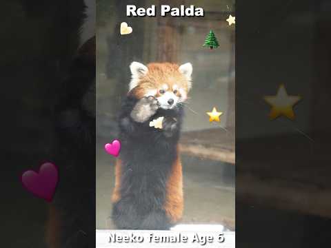 レッサーパンダのりんごタイム🎄Xmasバージョン #Redpanda #ニーコ #shorts