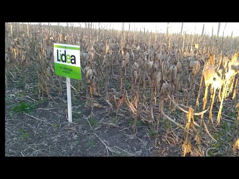 Молотимо демо-поле 🌽🌽🌽 у 2024