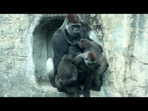 犬の動画サムネイル - Gorilla couple love each other, kids play gooseberry金剛猩猩D'jeeco,Tayari看對眼Ringo,Jabali搞笑來亂