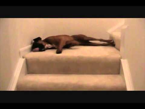 Најмрзливото симнување по скали