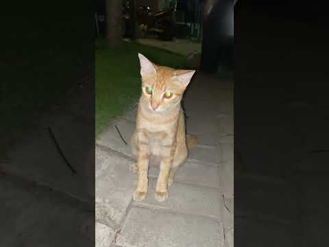 Mata Kucing Puman Warna Warni #cat #nizamkucinglucu #kitten #貓咪日常 #cute #imut #貓 #funny #animals