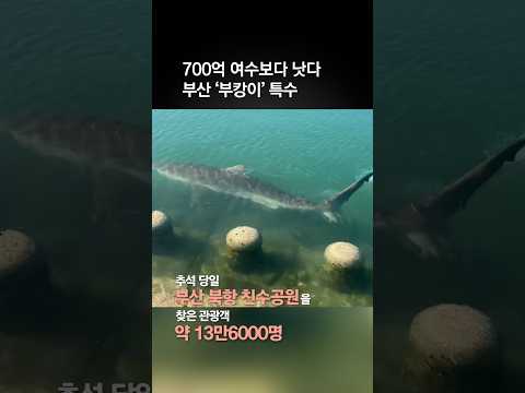 700억 여수보다 <strong>낫다</strong> 부산 '부캉이' 특수