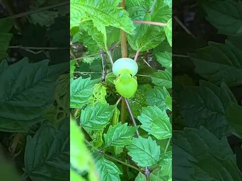 😲😲 yah cute sa mendhak ki sound #frog #animalsounds #khatarnak #shortvideos