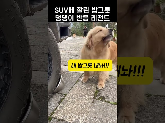 SUV에 밥그릇 깔리자 댕댕이 반전 반응