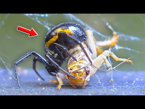Are SPIDERS Intelligent? FALSE WIDOW VS PREY, the Hidden MIND of a HUNTER