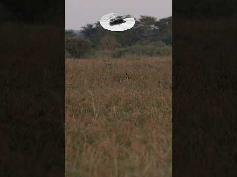 Perfect shot on bushbuck! #hunting #chasse #jagd #polowaniewafryce #hunt #greatshot